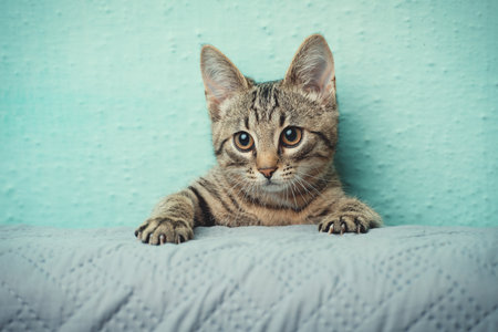 Portrait of a funny striped kitten. Indoors from low angle view.の写真素材