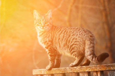 Striped cat in full growth looks at the camera. Outdoors in the evening or morning.の写真素材