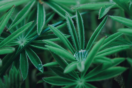 Close-up green leaves with a drop of water outdoors. Macro shot from a low angle.の写真素材