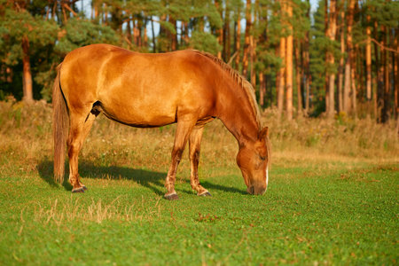 A full-length brown horse grazes in a pasture. Early morning. Low angle view. Side view