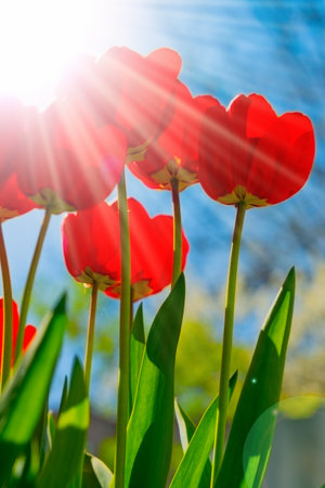 Beautiful red tulips and clear blue sky on a bright sunny day in spring. Low angle view. Vertical frame.の写真素材
