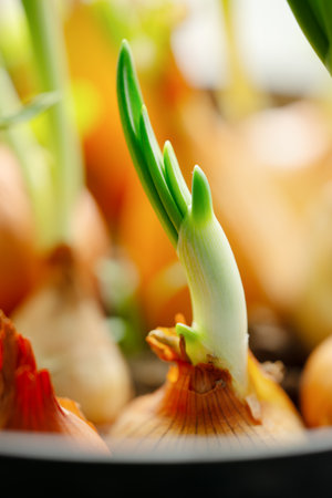 Close-up of an onion bulb seedling in a container on a windowsill indoors at home.の写真素材