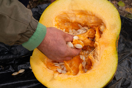 A person is using their hand to remove seeds from a fresh pumpkin, showcasing a traditional activity associated with the autumn harvest season.の写真素材
