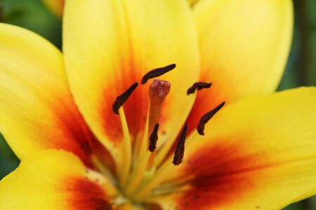 Macro shot of yellow lily. Shallow depth of fieldの写真素材