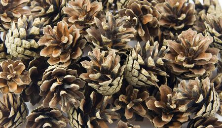 Pine cones. May be used as background