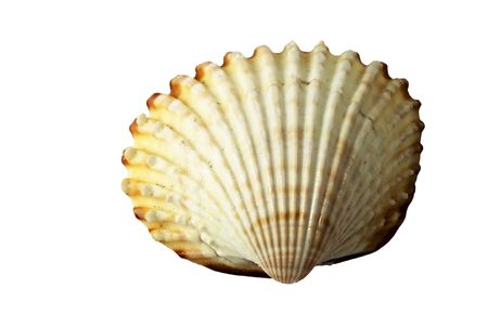 See shell isolated on white background