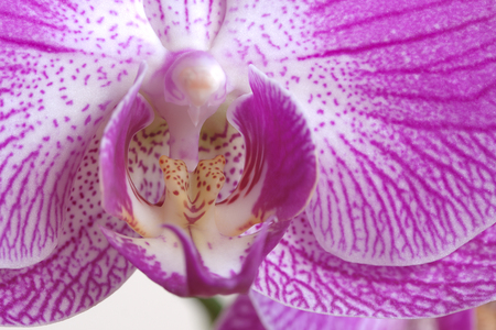 Macro image of purple orchid flowerの写真素材