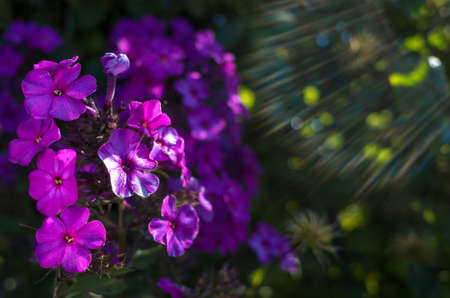 Purple flowers on the green sunny field. Sun. lens flares. Bokeh.の写真素材