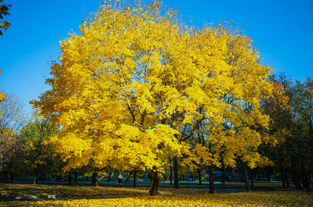 Autumnal fall landscape, park with trees, field, skyの写真素材