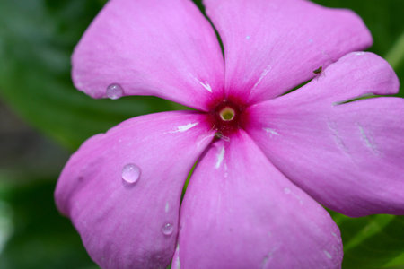 Macro purple flowerの写真素材