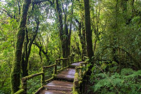 Tropical jungle wet forestの写真素材