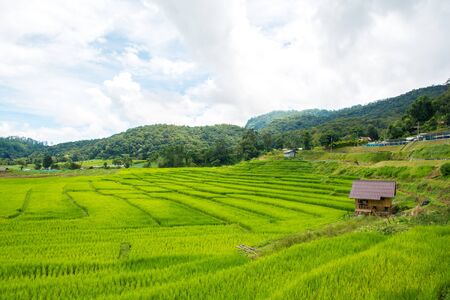 Green rice field with mountain background at mae klang luang Chiang Mai, Thailandの写真素材