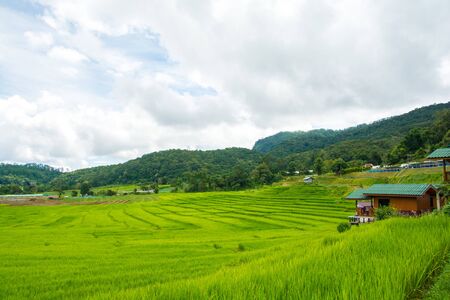 Green rice field with mountain background at mae klang luang Chiang Mai, Thailandの写真素材
