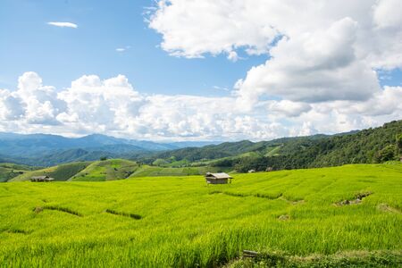 Green rice field with mountain background at Pa Pong Piang Terraces Chiang Mai, Thailandの写真素材