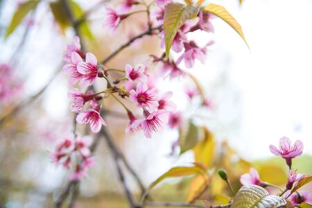 Beautiful  wild Himalayan Cherry ( Prunus cerasoides ) name Sakura in Thailand blooming on the treeの写真素材