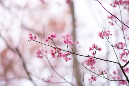Beautiful  wild Himalayan Cherry ( Prunus cerasoides ) name Sakura in Thailand blooming on the tree