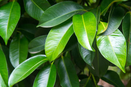 tropical leaves, abstract green leaves texture,sensitive focus
