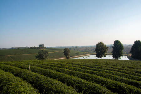 Beautiful landscape view of choui fong tea plantation at Chiang Rai, Thailand.