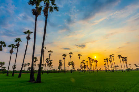 Nature sunrise landscape view of Asian Palmyra palm trees (Sugar palm) and green rice field at viewpoint of Dongtan Sam Khok, Pathum Thani.の写真素材