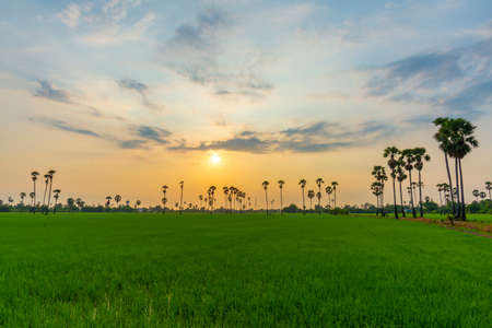 Nature sunrise landscape view of Asian Palmyra palm trees (Sugar palm) and green rice field at...