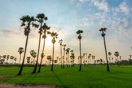 Nature sunrise landscape view of Asian Palmyra palm trees (Sugar palm) and green rice field at viewpoint of Dongtan Sam Khok, Pathum Thani.の写真素材