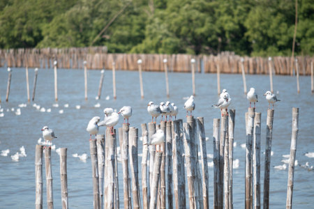 Group of seagulls at Bang Pu Recreation Center Thailand.の写真素材