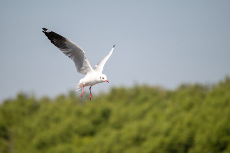Seagull flying in the sky at Bang Pu Recreation Center Thailand.