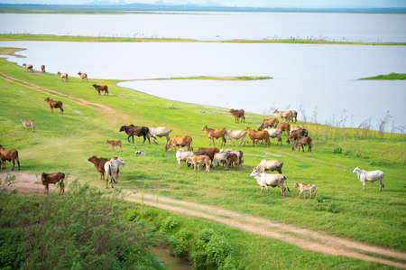 The landscape of green grass field and water reservoir with rail way bridge at Pa Sak Cholasit Dam,...