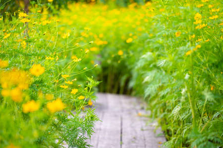 Sulfur Cosmos or Yellow Cosmos flower blooming in the field. Plant with colorful petals and green leaves on natural blurred background, selective soft focusの写真素材