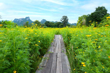 Sulfur Cosmos or Yellow Cosmos flower blooming in the field. Plant with colorful petals and green leaves on natural blurred background, selective soft focusの写真素材
