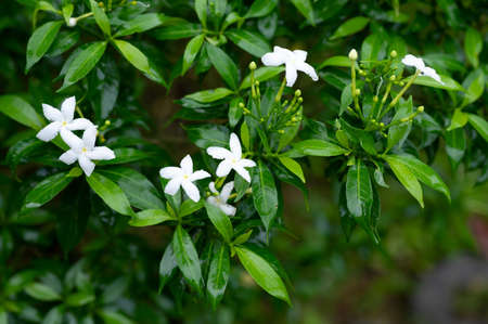 Gardenia. Cape Jasmine with green leaves wall background.の写真素材