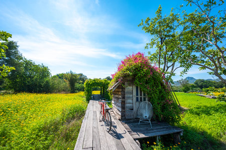 A view of an old wooden hut with beautiful flowers on the top of roof at relax Sulfur Cosmos or...