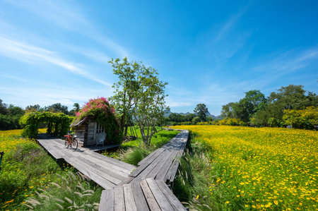 A view of an old wooden hut with beautiful flowers on the top of roof at relax Sulfur Cosmos or Yellow Cosmos flower blooming in the garden.の写真素材