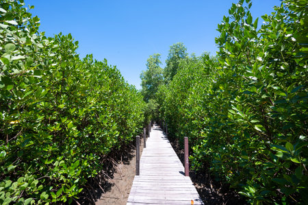 A brown wooden bridge spanning tropical mangrove forest, Rayong Province, Thailand.の写真素材