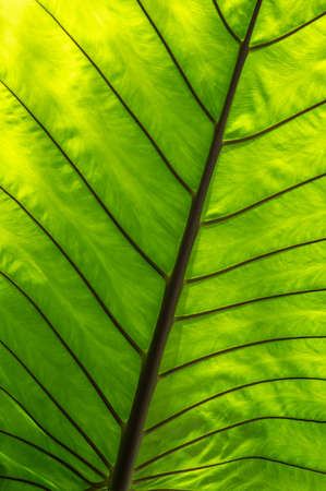 Closeup green and yellow leaf texture with leaves veins and groovesの写真素材