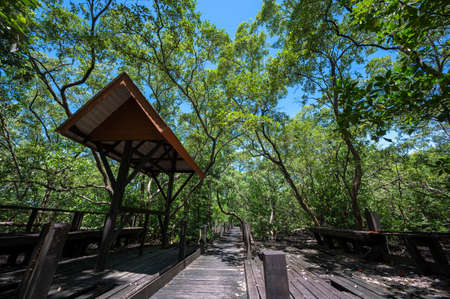 A brown wooden bridge spanning tropical mangrove forest, Rayong Province, Thailand.の写真素材