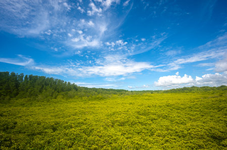 Tung Prong Thong or beautiful golden mangrove forest field at Rayong province, Thailandの写真素材