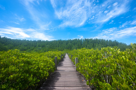 Tung Prong Thong or beautiful golden mangrove forest field at Rayong province, Thailandの写真素材