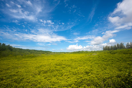 Tung Prong Thong or beautiful golden mangrove forest field at Rayong province, Thailandの写真素材