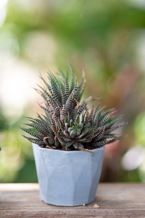 Collection of various cactus in a pot on a green background.の写真素材