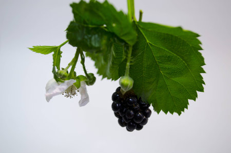 Blackberries with white flowerの写真素材