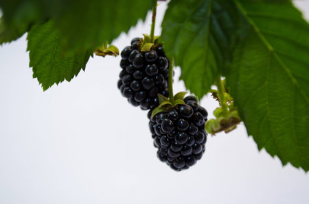 blackberry with leavesの写真素材