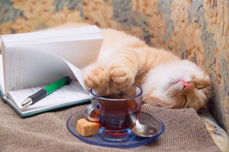 A red cat lies on a sofa and dreams. Next to a cup of tea. Rest and enjoyable work. Vacation...