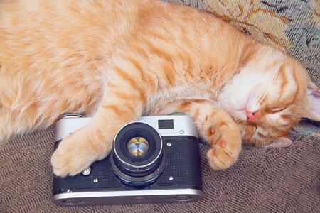 A funny ginger cat lies next to the camera. Analog photo equipment. Film camera. The cat is...