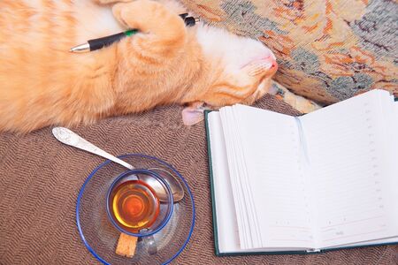 Funny cat lies with a fountain pen. The red cat is sleeping. Notepad, cup with tea. The concept of rest, relaxation, comfort.の写真素材
