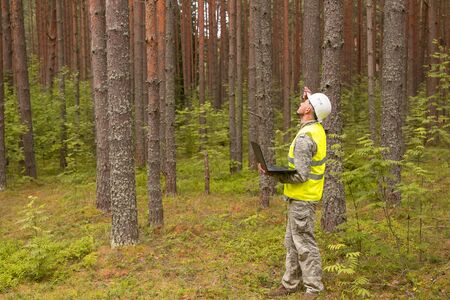 A forestry engineer works with a computer in a pine forest. Forester in a white helmet and work...