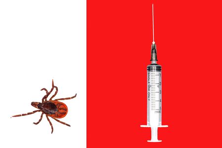 A close-up photograph of a tick. White background. Vaccines for inscephalitis. Prevention of...