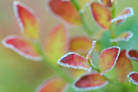 White hoarfrost on red and yellow leaves. Autumn frosts, cooling.の写真素材
