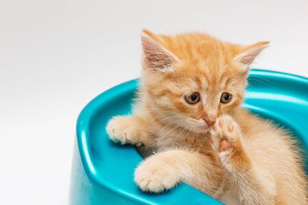 Funny ginger kitten sitting in a blue basin.の写真素材