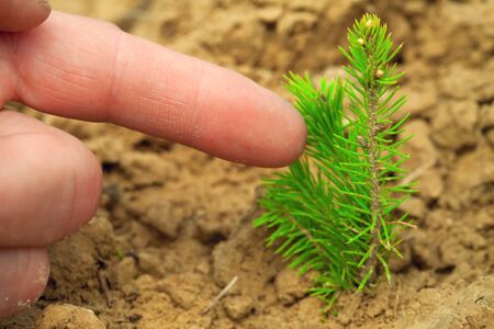 Green sprout of a tree on dry ground. Man's finger points to a seedling.の写真素材